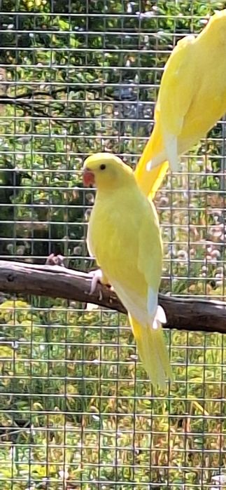 Vând pui Micul Alexandru