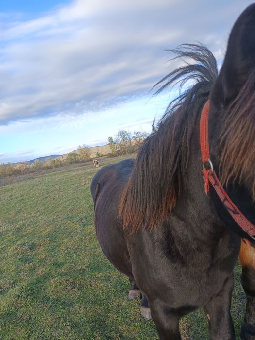 Vând iapa și mânji