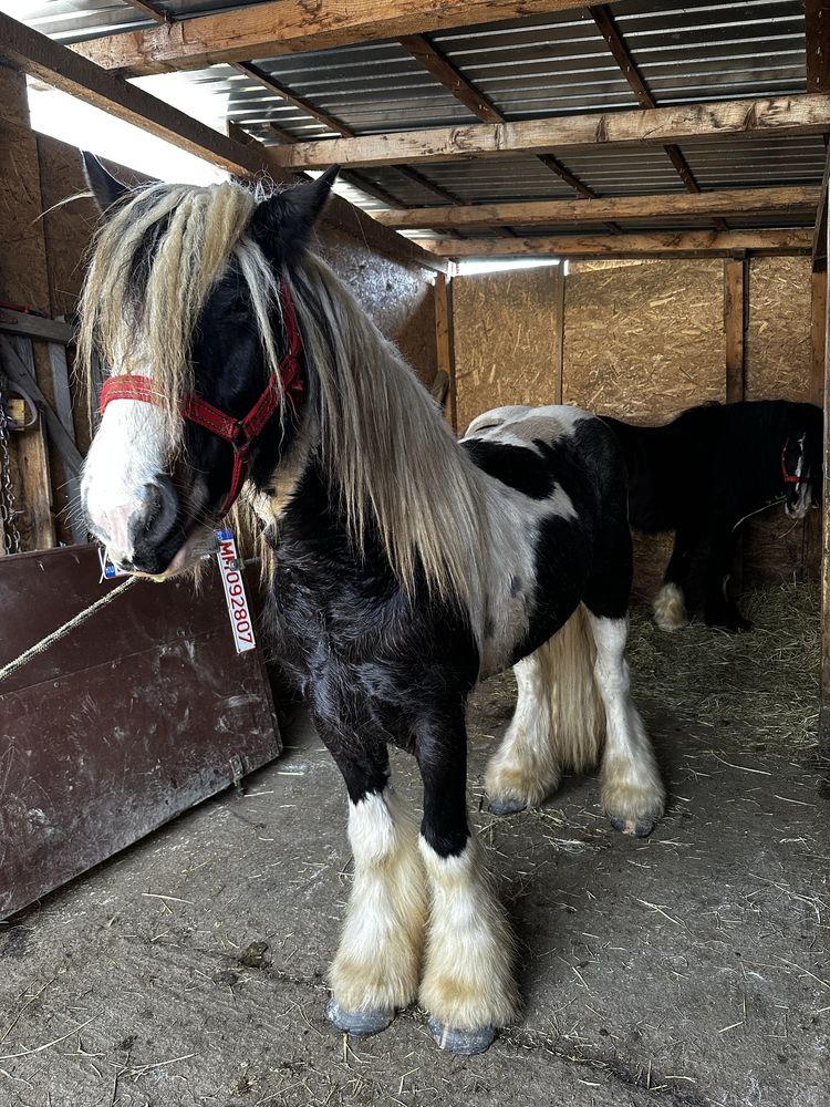Armasar gypsy vanner