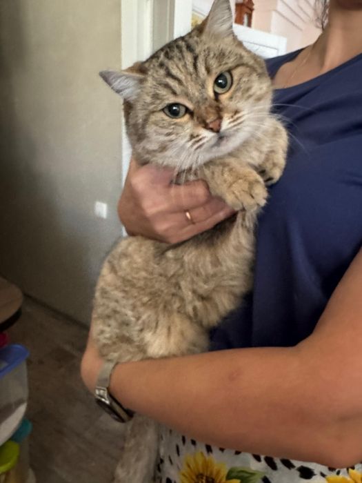 Бесплатно кошечка в хорошие руки