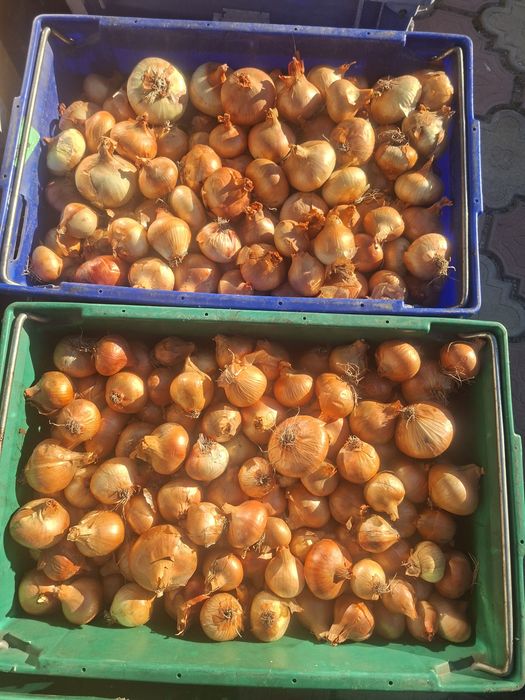 Ceapă pentru iarnă