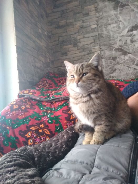 Mushuk zoti aniq aqilli tashqariga uzi chiqadi eshilni ochib