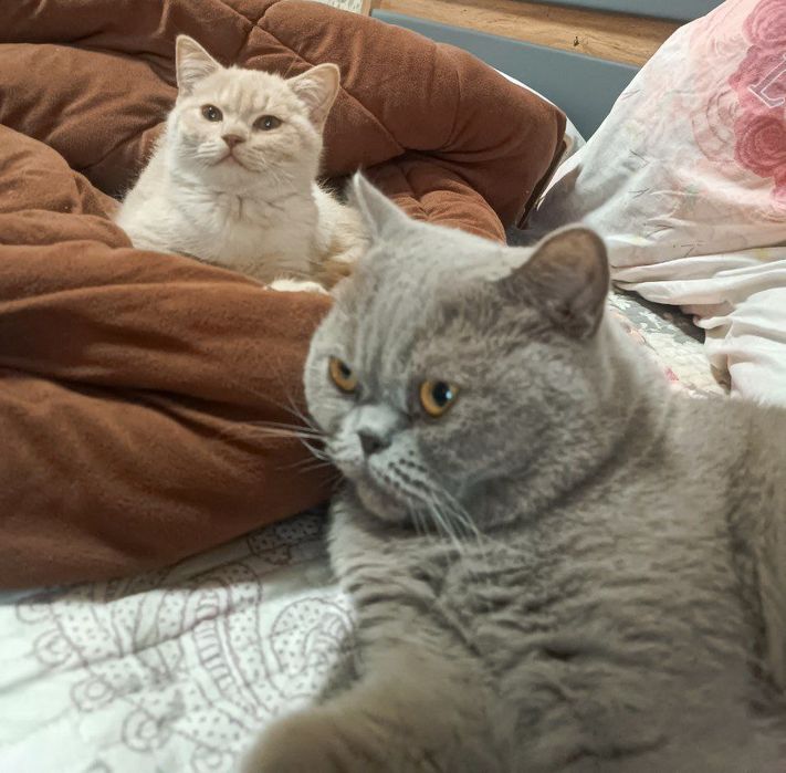 Котёнок британец кремового окраса
