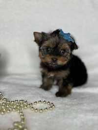 Йорки мини женски Yorkshire Terrier