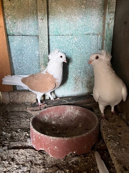 18 porumbei 200 lei toți