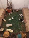 papagali cântători , pyrrhura și porcușori de Guinea
