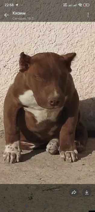 Продается Чистокровные питбули rednous