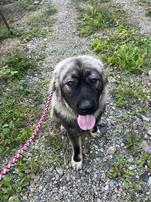 Dresaj canin, plimbare catei, corectare probleme comportament