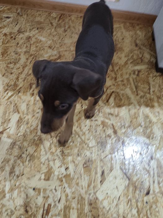 Продаётся доберман, девочка 2 месяца. 800 тыс.