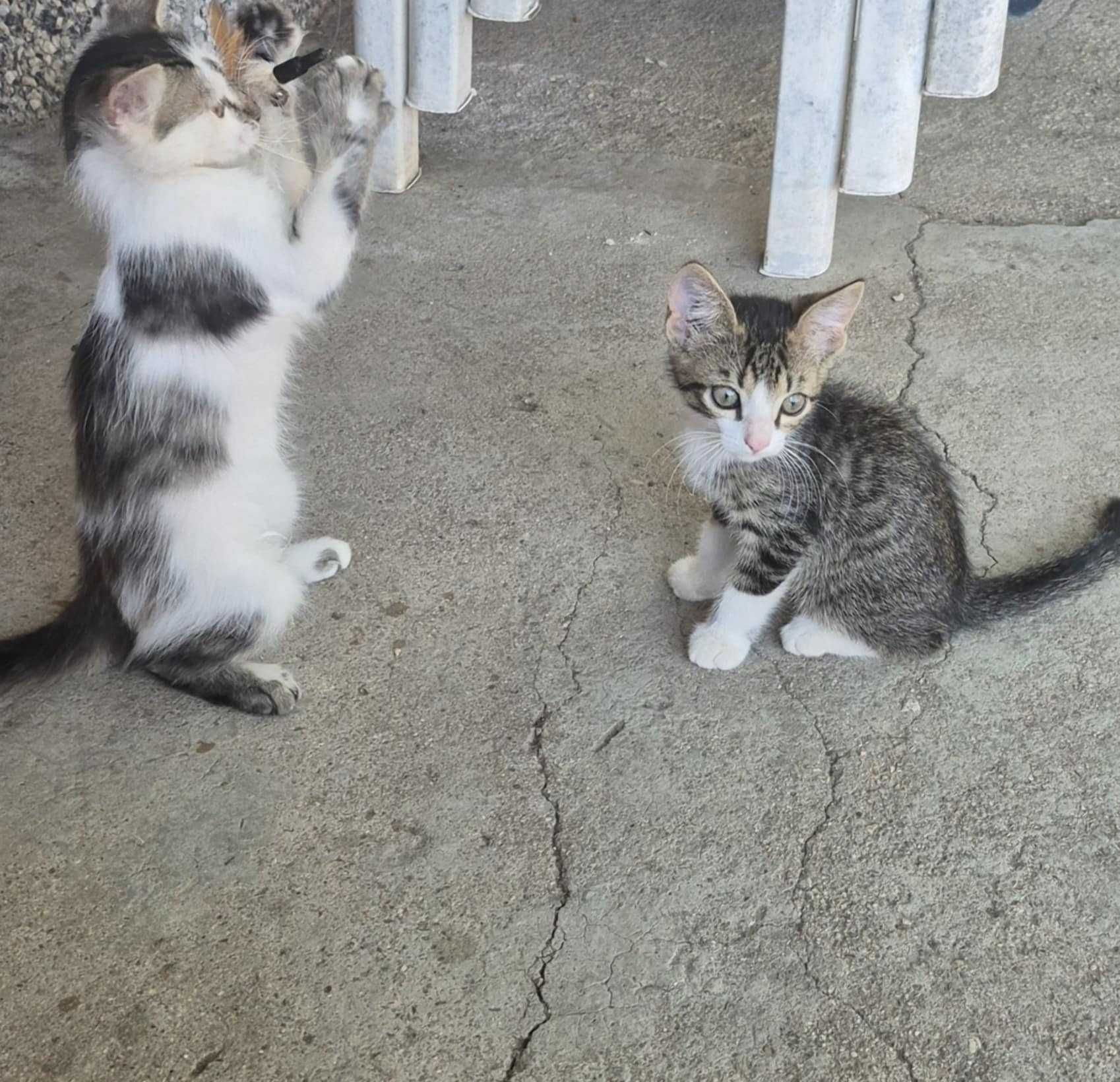 Подарявам малки котенца