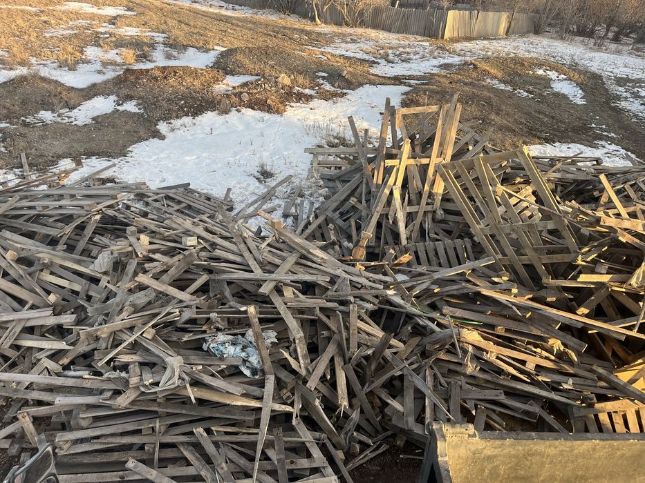 Падон ағаштары сатылады