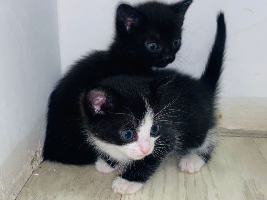 отдам котят в добрые и хорошие руки