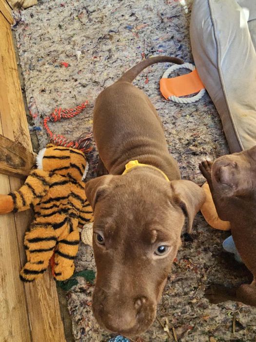 Две малки сладки Питбулчета.