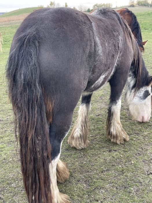 Vand manze,fac schimb si cu baloti sau porumb