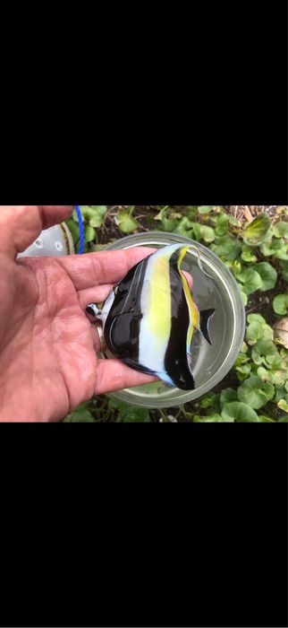 Морские аквариумы , Обслуживание морских аквариумов