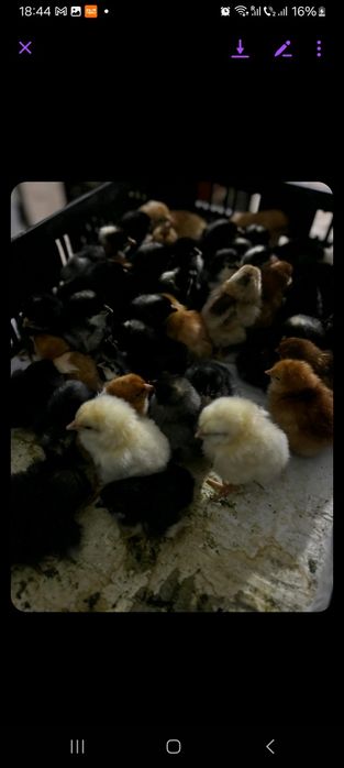 Vand pui rate boboci de gasca