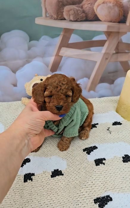 Пудел той с родословие - 5 поколения назад