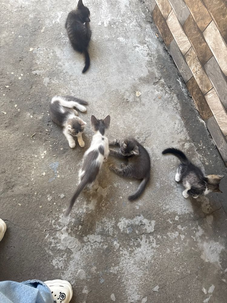 Отдадим котят в добрые руки!