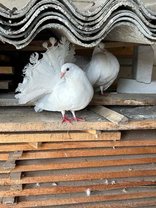 Porumbei rotati curcani