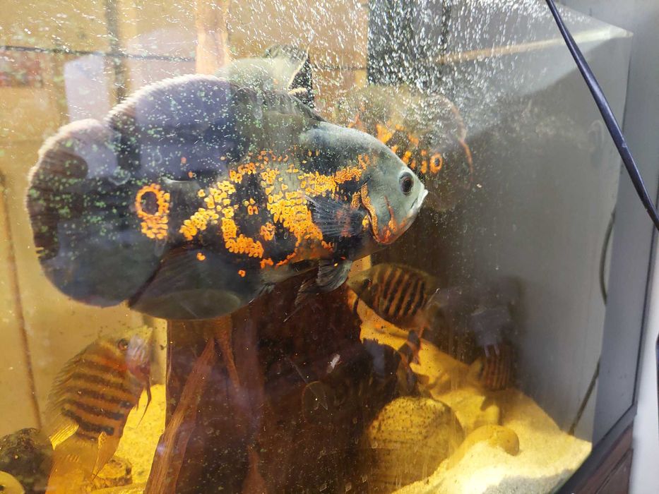 ciclide americane astronotus ocellatus oscar