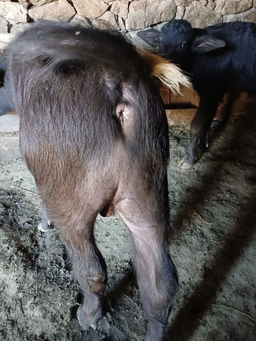 Vând vițel de bivoliță