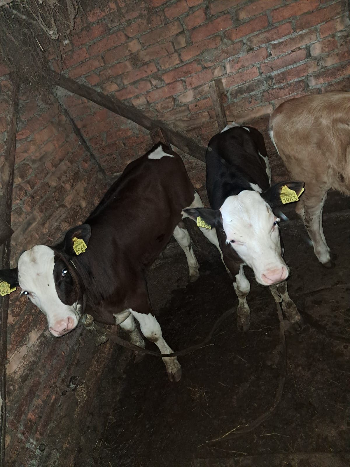 Vand vaca baltata românească cu 2 vitei gemeni