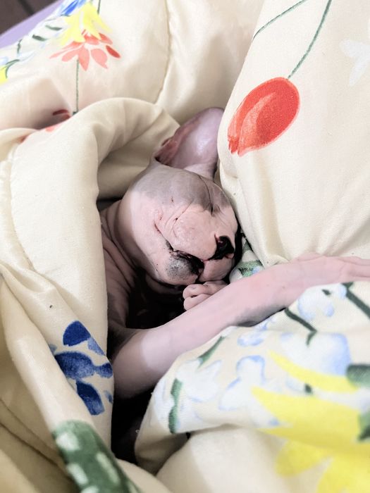 Продается кот сфинкс