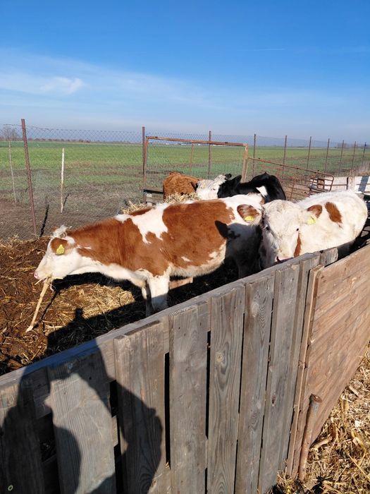 Vând  patru vitele baltate