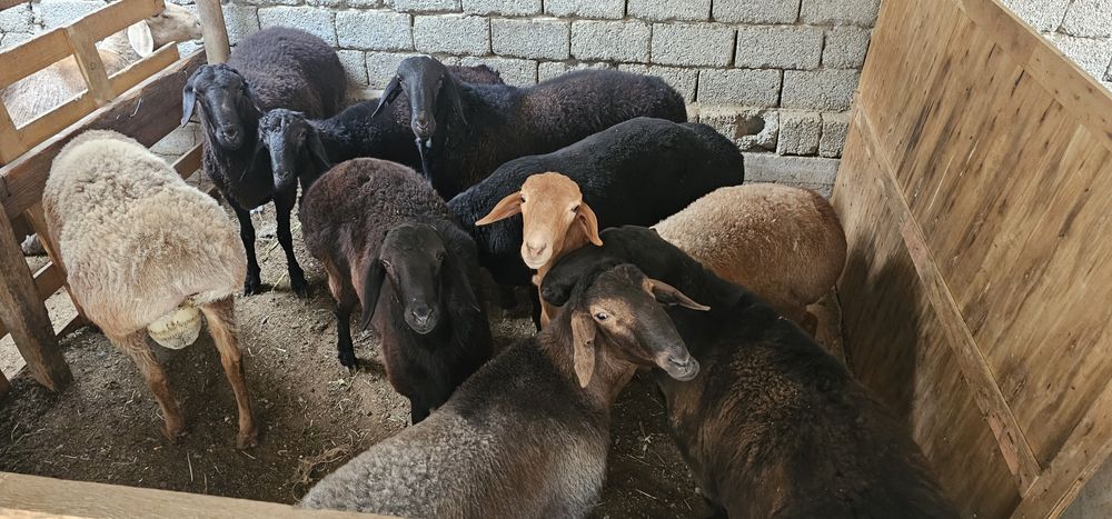 Qoylar sotiladi rahi oziga qarab