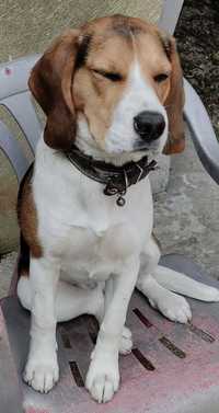 Câine Beagle 6 luni