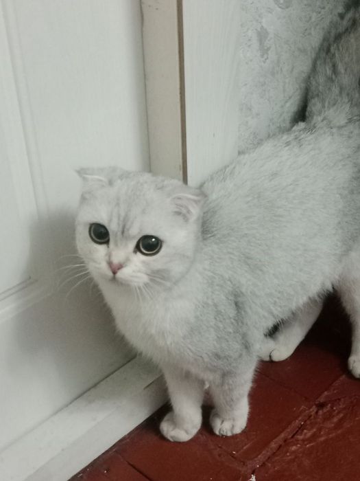 Скоттиш Фолд Серебристый