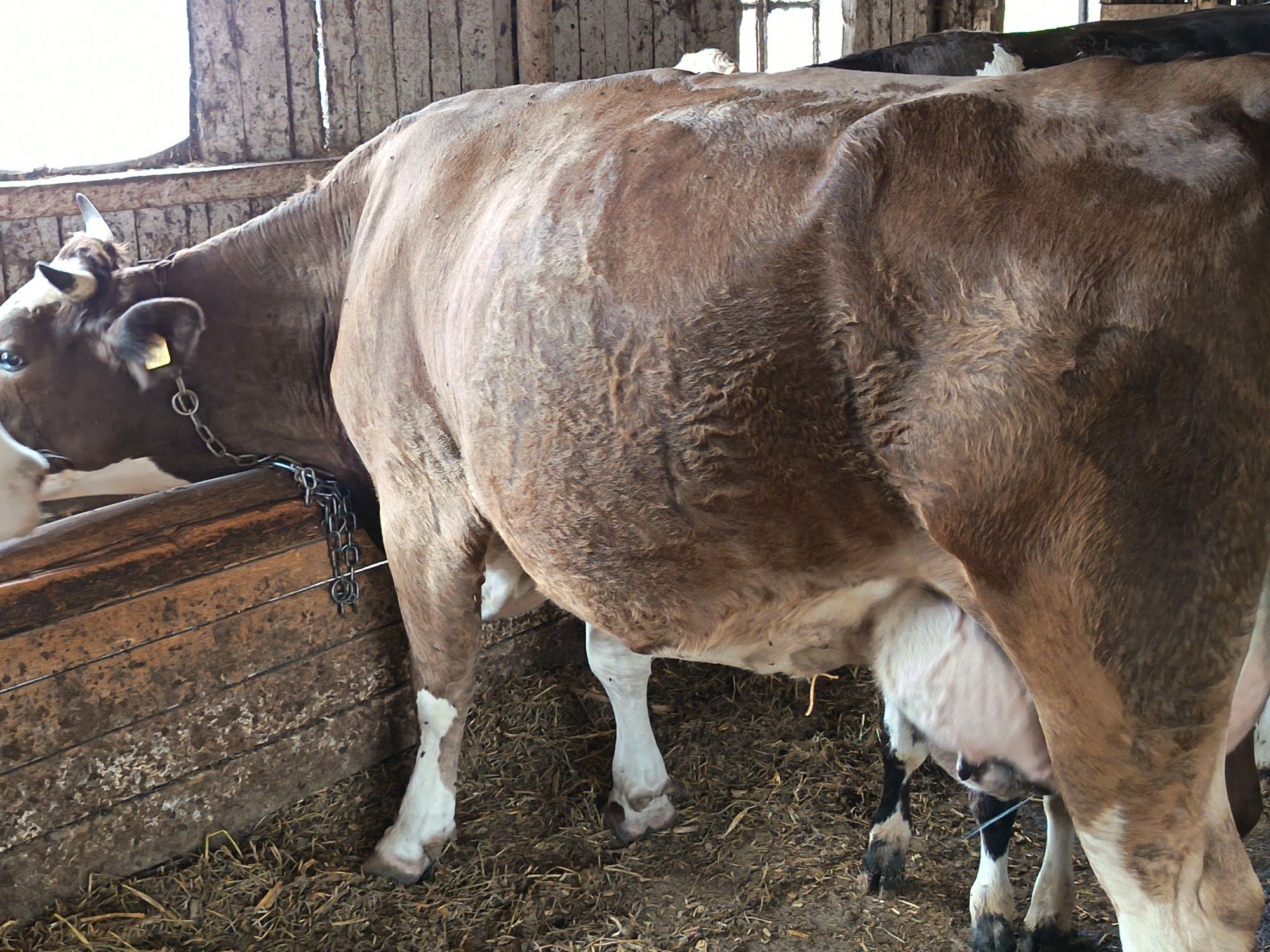 Vaca cu vitei fatata recent