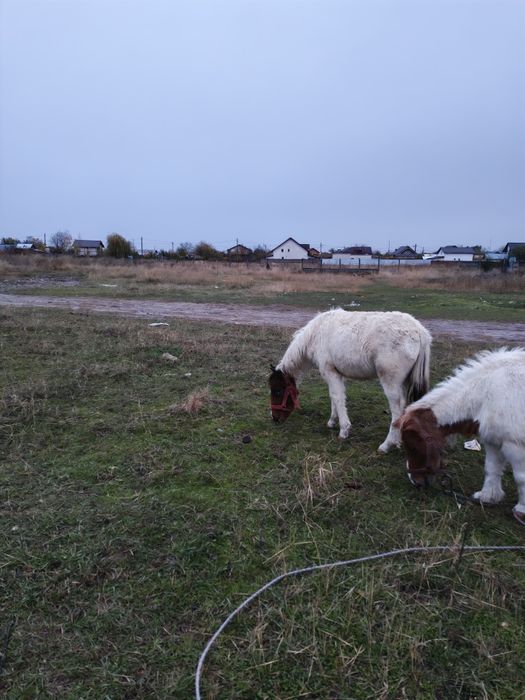 Mânză de poneita de vânzare !!!
