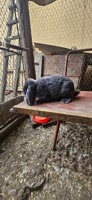 Disponibili 2 masculi berbec german