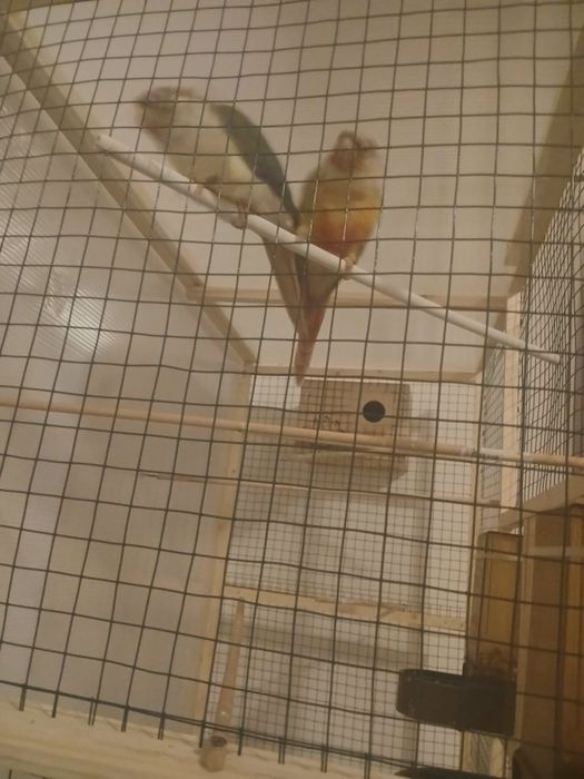 Pereche papagali pyrhurra molinae cu test ADN