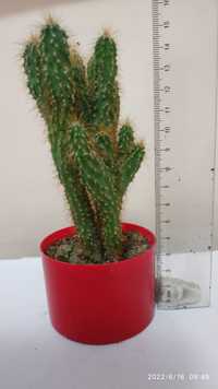 Растение  Кактус-скала №1