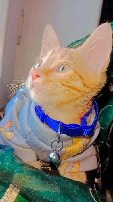Рыжий котенок Персик