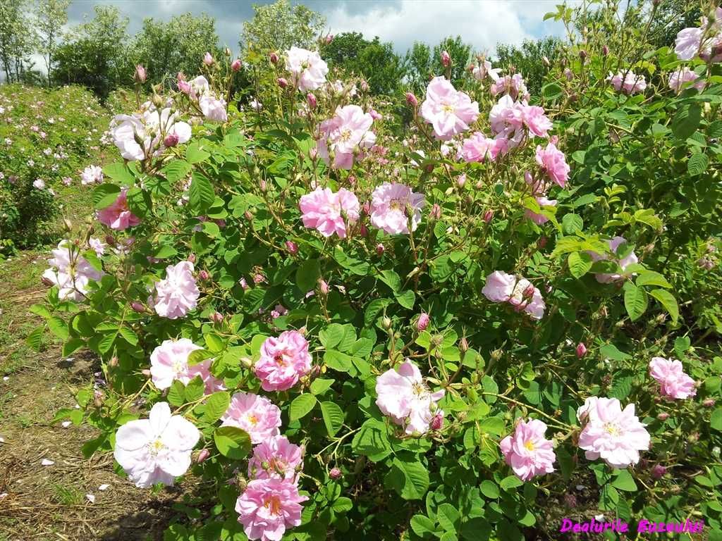 Petale uscate de trandafir Rosa Damascena