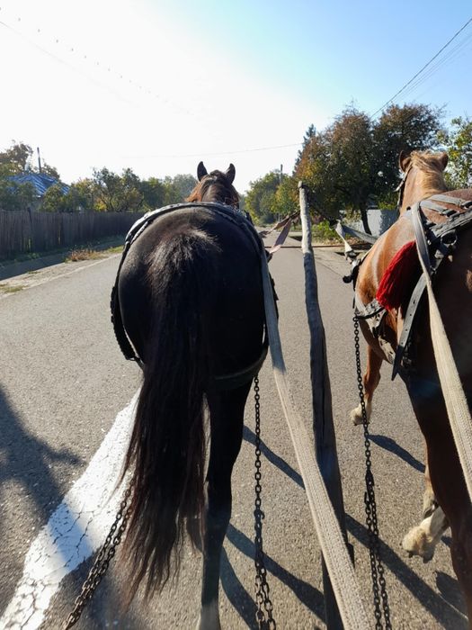 Vând mânz de un an și 4 luni