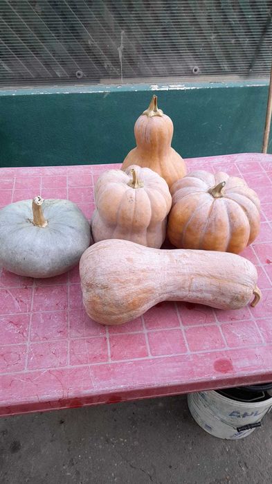 Vand dovleci Placintari