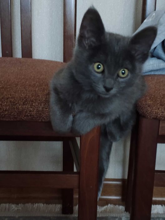 Продается котенок