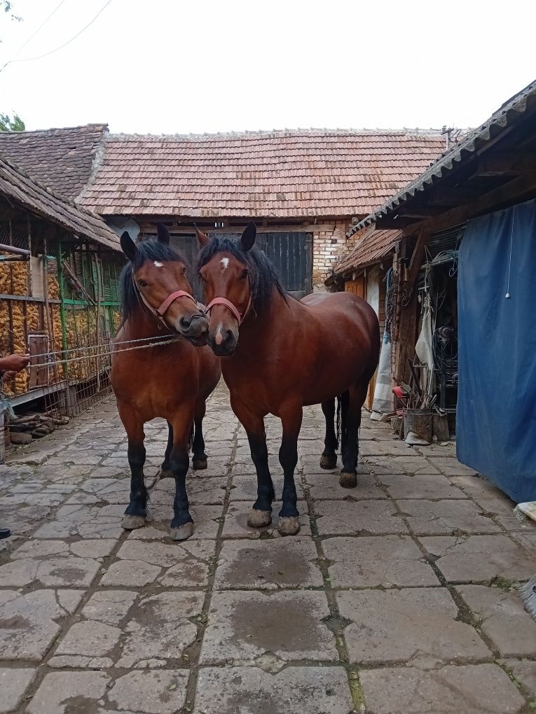 De vânzare iapa și  manza împreună sau separat