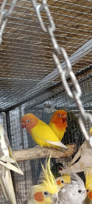 Коледна промоция на папагали