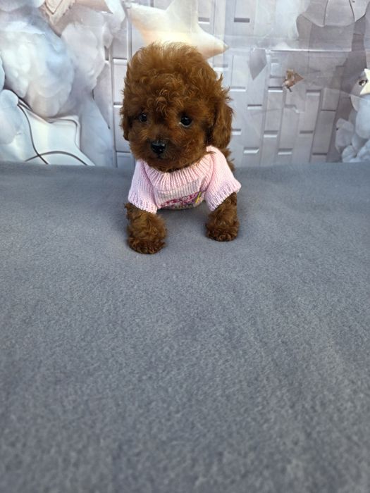 Резервирано!Пудел тийкъп Момиче/Teacup poodle/ с документ за произход
