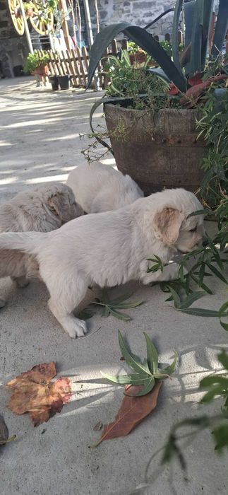 Малки голдън ретривър