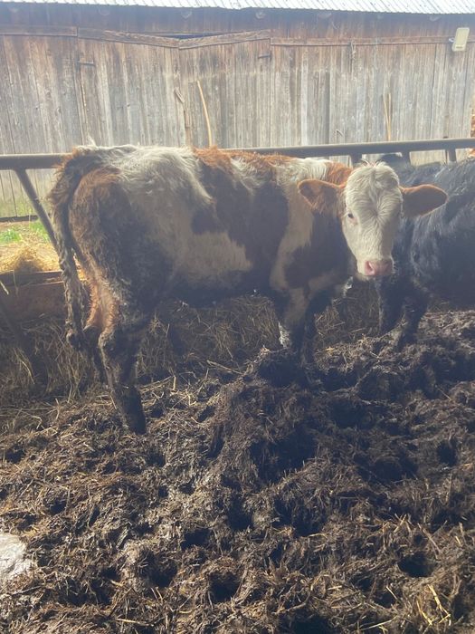 Vand vitele productie proprie din ferma de Elita  Ciurea