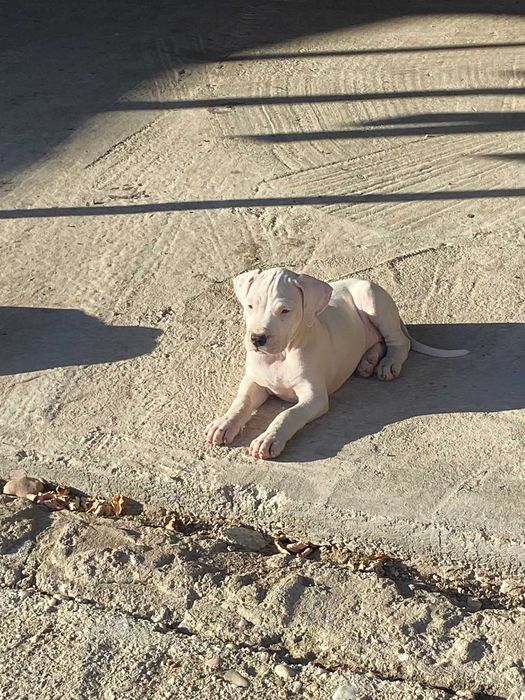 Dog argentino femela