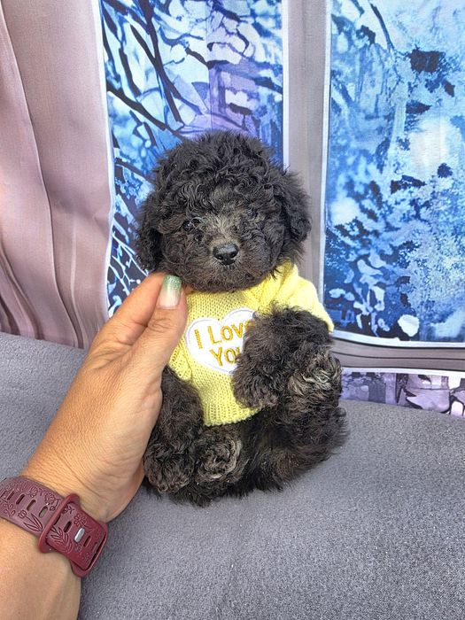 Резервирани!Пудел той сиви с документ за произход