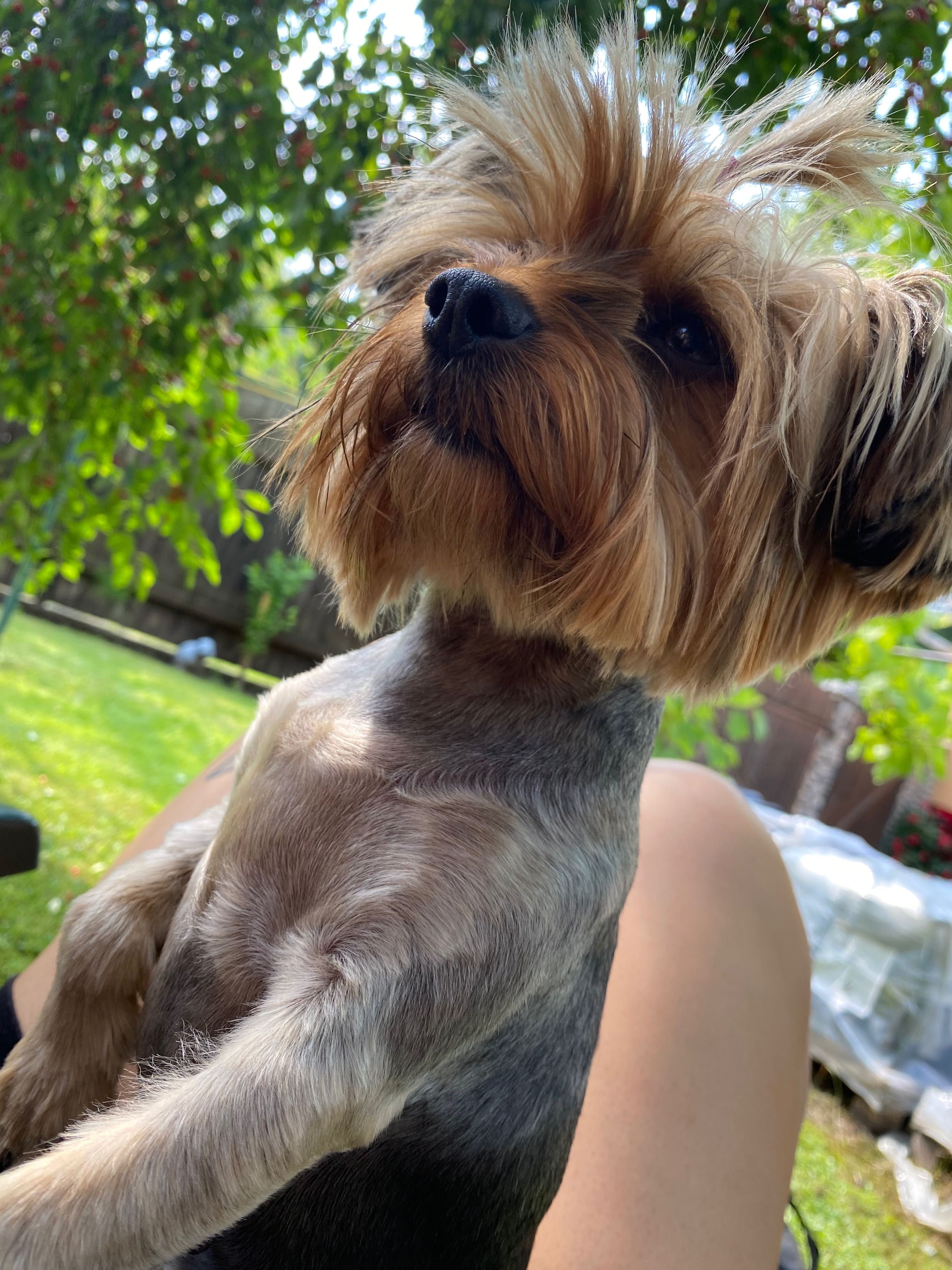 Yorkshire Terrier