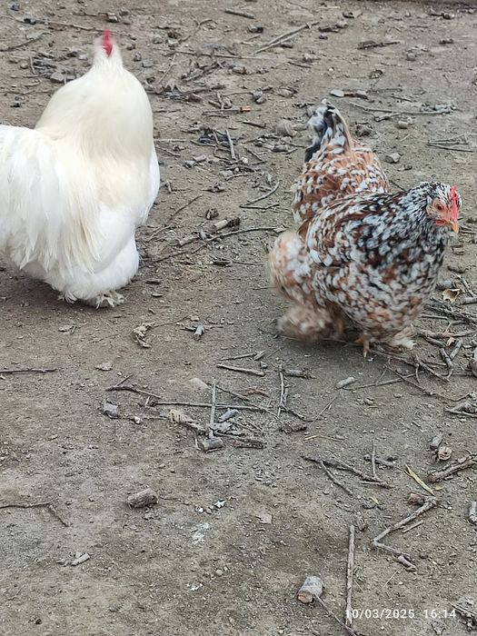 Vand oua pt incubat Gaini pitice încălțate